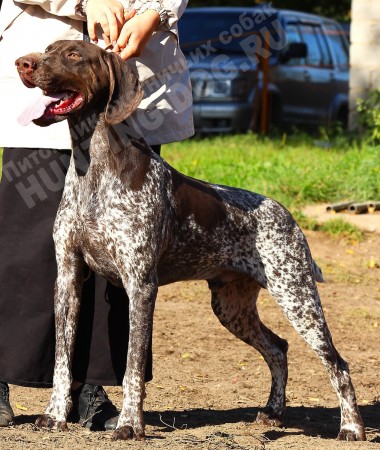 Ohotestet Adler (Охотэстет Адлер)